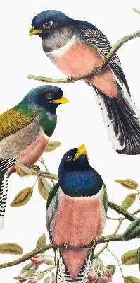 Rollo lichtundurchlässig Vögel auf den Zweigen