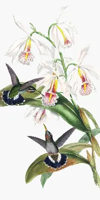 Verdunkelungsrollo Vögel auf einer Blume