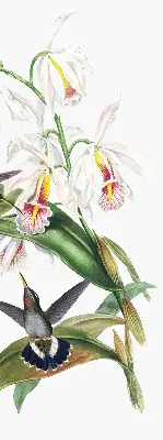 Verdunkelungsrollo Vögel auf einer Blume
