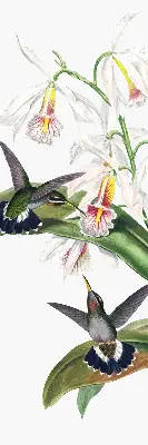 Verdunkelungsrollo Vögel auf einer Blume
