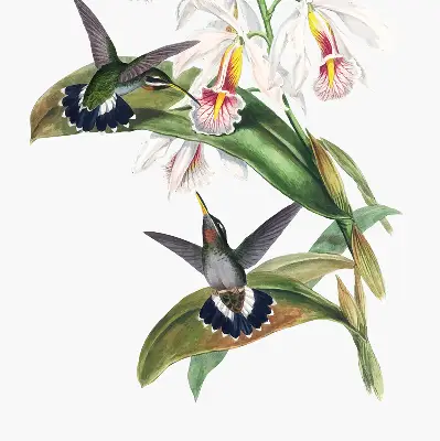 Verdunkelungsrollo Vögel auf einer Blume