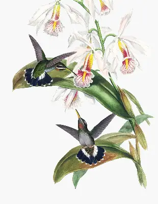 Verdunkelungsrollo Vögel auf einer Blume