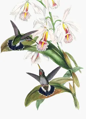 Verdunkelungsrollo Vögel auf einer Blume
