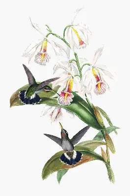 Verdunkelungsrollo Vögel auf einer Blume