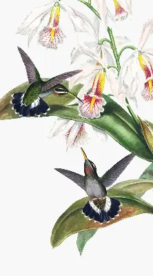 Verdunkelungsrollo Vögel auf einer Blume