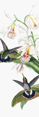 Verdunkelungsrollo Vögel auf einer Blume
