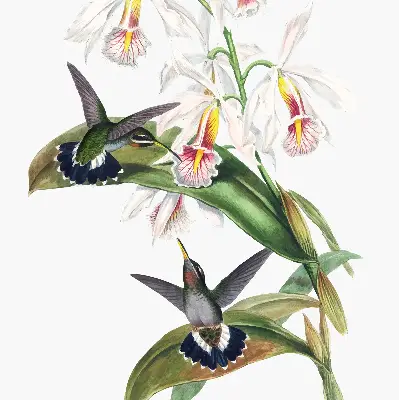 Verdunkelungsrollo Vögel auf einer Blume