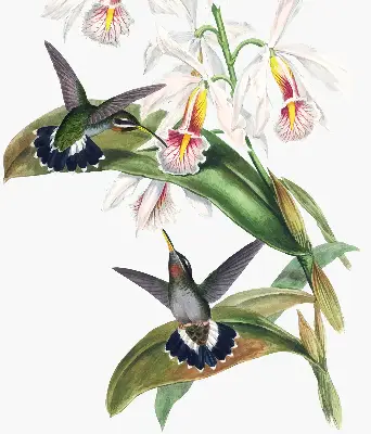 Verdunkelungsrollo Vögel auf einer Blume