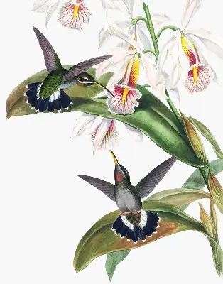 Verdunkelungsrollo Vögel auf einer Blume