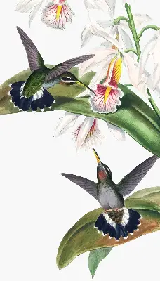Verdunkelungsrollo Vögel auf einer Blume