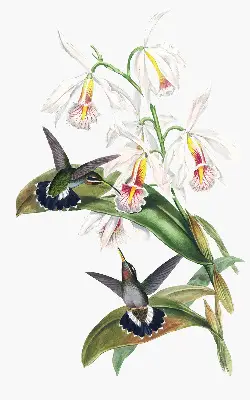 Verdunkelungsrollo Vögel auf einer Blume