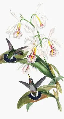 Verdunkelungsrollo Vögel auf einer Blume