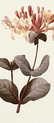 Rollo lichtundurchlässig Herabfallende Blume