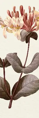 Rollo lichtundurchlässig Herabfallende Blume