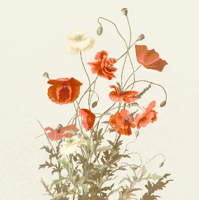 Verdunkelungsrollo Mohnblumen