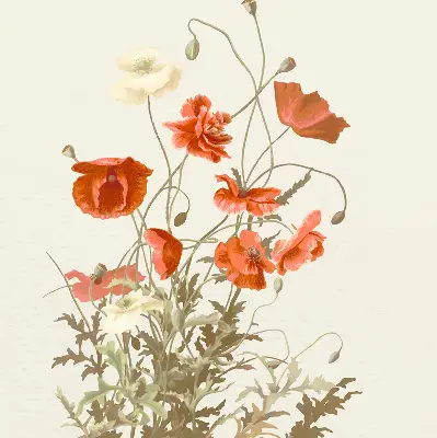 Verdunkelungsrollo Mohnblumen