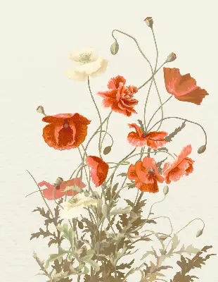 Verdunkelungsrollo Mohnblumen