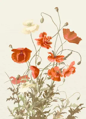 Verdunkelungsrollo Mohnblumen
