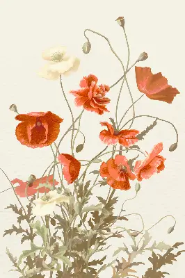 Verdunkelungsrollo Mohnblumen