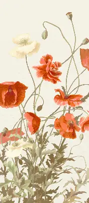 Verdunkelungsrollo Mohnblumen