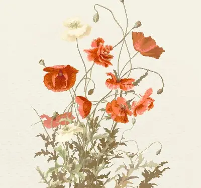 Verdunkelungsrollo Mohnblumen