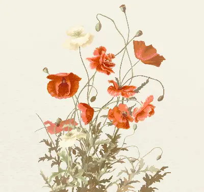 Verdunkelungsrollo Mohnblumen