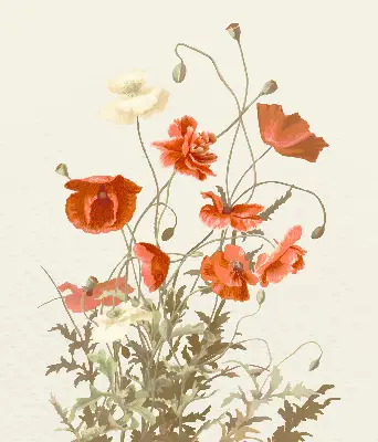 Verdunkelungsrollo Mohnblumen