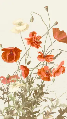 Verdunkelungsrollo Mohnblumen