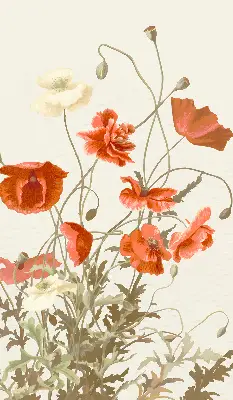 Verdunkelungsrollo Mohnblumen