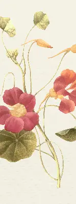 Fenster rollo Blume