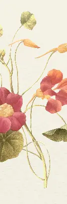 Fenster rollo Blume