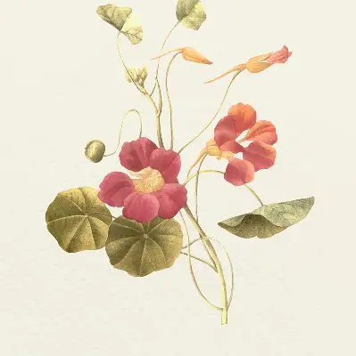 Fenster rollo Blume