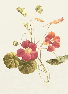 Fenster rollo Blume