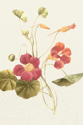 Fenster rollo Blume