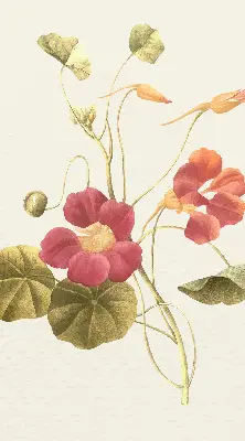 Fenster rollo Blume