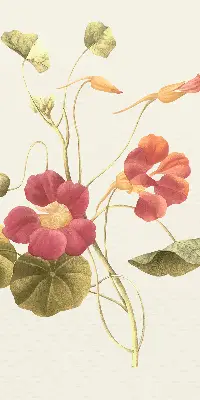 Fenster rollo Blume