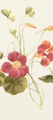 Fenster rollo Blume