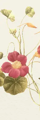 Fenster rollo Blume