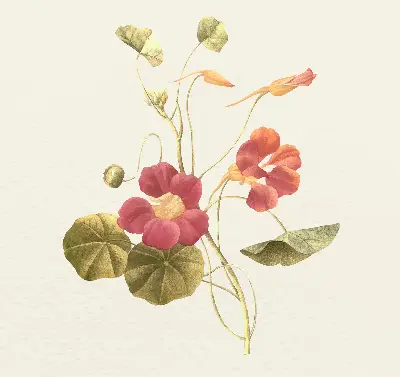 Fenster rollo Blume
