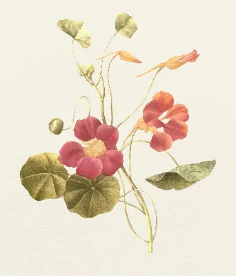 Fenster rollo Blume