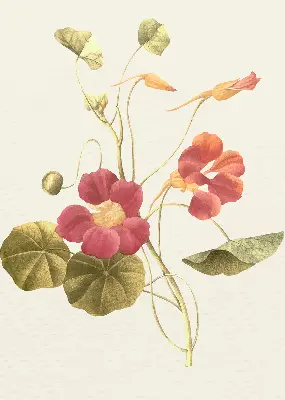 Fenster rollo Blume