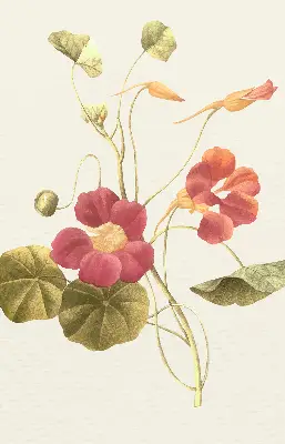 Fenster rollo Blume