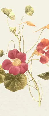 Fenster rollo Blume