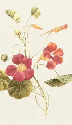 Fenster rollo Blume