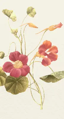 Fenster rollo Blume