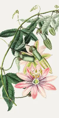 Verdunkelungsrollo Rosa Blume