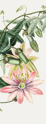 Verdunkelungsrollo Rosa Blume