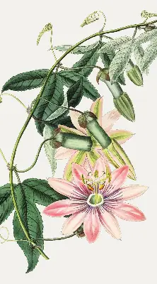 Verdunkelungsrollo Rosa Blume