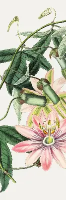 Verdunkelungsrollo Rosa Blume
