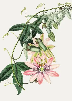 Verdunkelungsrollo Rosa Blume